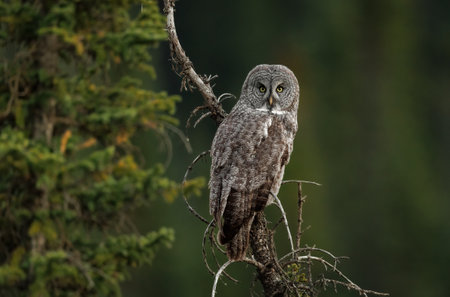 A Great Grey Owl in Banff National Park, Canadaの写真素材