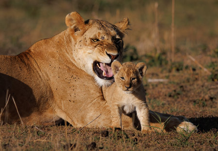 Lioness and her cub, Maasai Mara National Park, Kenyaの写真素材