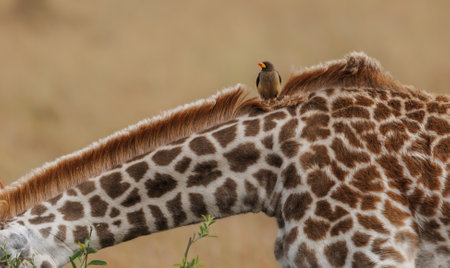 Giraffe and birdの写真素材