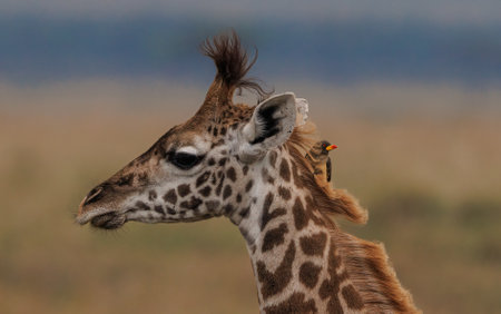 Giraffe - Maasai Mara National Park, Kenya, Africa
