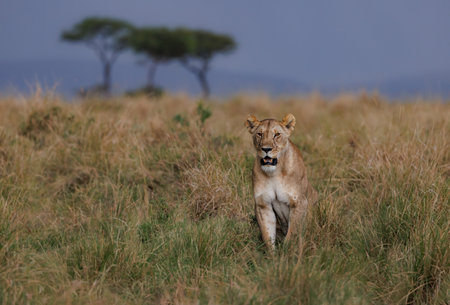 Lioness in Serengeti National Park, Tanzaniaの写真素材