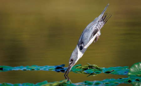 Grey heron (Ardea cinerea) in the natureの写真素材