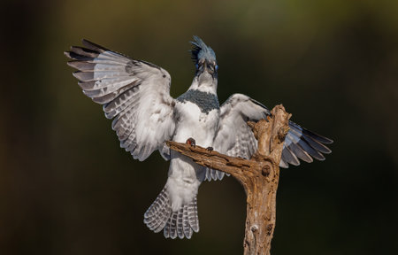Pied kingfisher, Ceryle rudis, single bird on branch, Brazilの写真素材