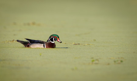 Male Wood Duck (Anas platyrhynchos)の写真素材