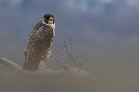Peregrine Falcon (Falco peregrinus)の写真素材