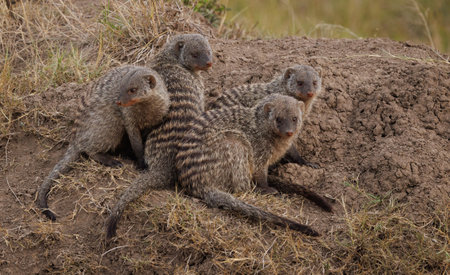 Mongoose family in Serengeti National Park, Tanzaniaの写真素材