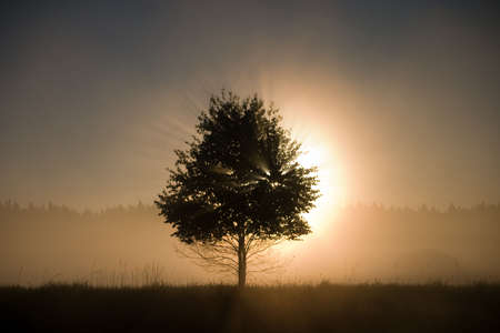 dawn, the rays of the sun through the crown of a lone tree in fogの写真素材