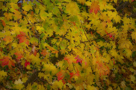 Autumn foliageの写真素材