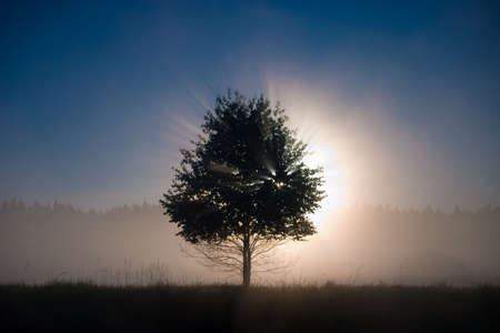 a beautiful sunrise, tree and sun raysの写真素材