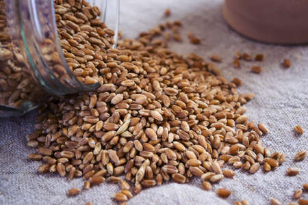 Wheat kernels are scatteredの写真素材