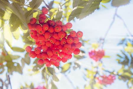 The berries of mountain ash and sunlight on a blue background blurredの写真素材