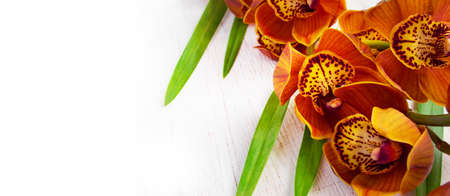 Golden brown orchid on a white vintage background.の写真素材