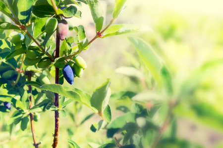 Honeysuckle berries ripen on a branch in garden. Tintedの写真素材
