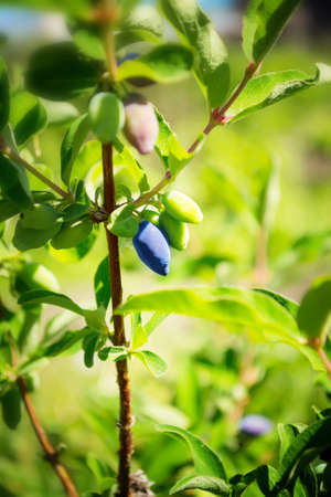Branch with sleeping honeysuckle berries on blurred backgroundの写真素材