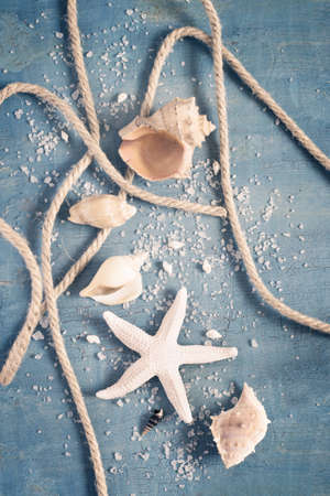 Seashells, starfish and rope on a blue background, top view, tintedの写真素材