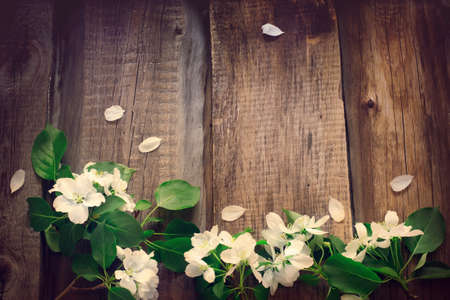 Flowers of apple on the wooden boards background, Tinted.