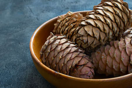 Cedar cones with pine nuts in a bowl close-up, copy spaceの写真素材