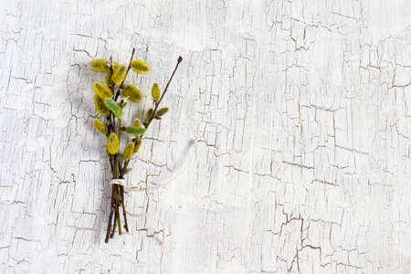 Bunch of blooming willow. Easter spring backgroundの写真素材
