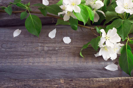Rustic boards background with branches of flowering apple trees. Top view with copy spaceの写真素材