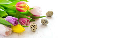 Easter banner with beautiful spring tulips and quail eggs on a white backgroundの写真素材