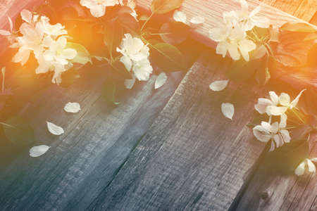 Rustic boards background with branches of flowering apple trees. Spring Concept.Toned