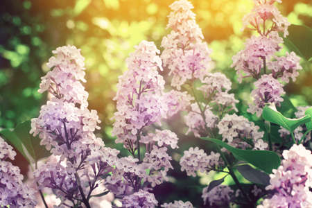 Beautiful Lilacs closeup on the background of foliage and sunset. Selective focus