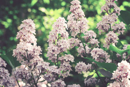 Beautiful Lilacs closeup on the background of foliage. Toned. Selective focus