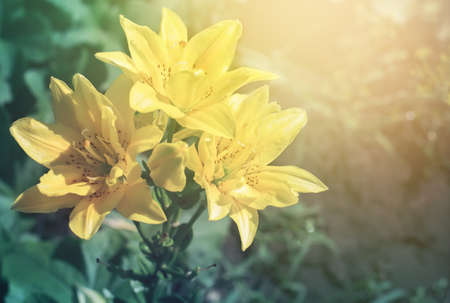 Summer blooming natural sunset background with flowers lily and sunlight, toned
