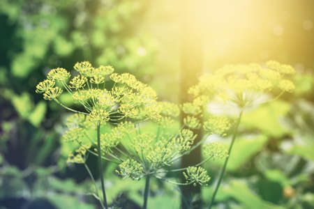 Summer blooming natural sunset background with flowers Dil and sunlight, tonedの写真素材