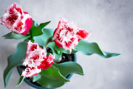Beautiful terry tulips grown at home in a pot, Top view with copy space