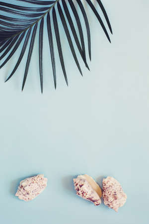 tropical leaf and seashells on a pastel blue background. Summer, fashion, minimal concept. Flat lay.