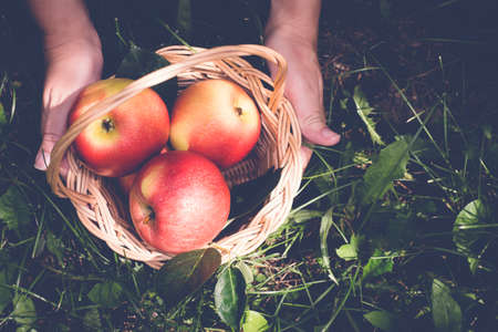 Basket of apples in female hands. Tonedの写真素材