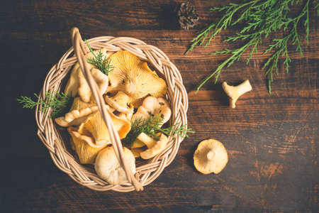 Basket with wild mushrooms chanterelles on a dark background.の写真素材