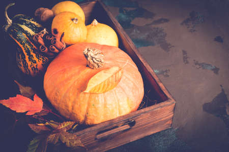 Variety decorative pumpkins. Autumn, Thanksgiving or Halloween conceptの写真素材