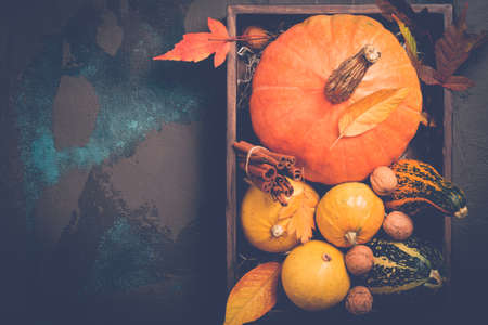 Variety decorative pumpkins. Autumn, Thanksgiving or Halloween conceptの写真素材