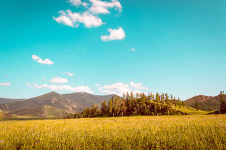 Field of golden grass and turquoise sky in Altai Mountains, retro toning.の写真素材