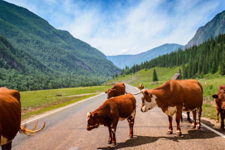 Red cows on asphalt road among Altai mountains.の写真素材