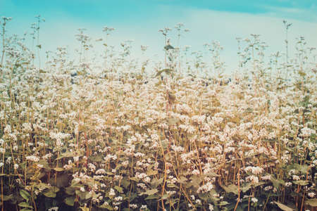 Field of blossoming buckwheat. Ripening Harvest Toned.の写真素材
