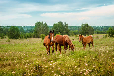 Three red horses graze on flowering meadow.
