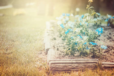 flower bed with blue petunias. vintage toning.の写真素材