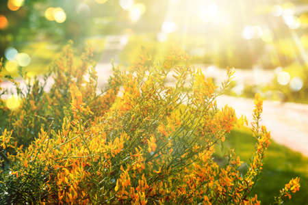 Midsummer gold background with yellow flowers bush, rays of sun and bokeh.の写真素材