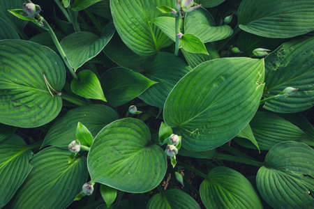 Green nature leaf texture. Leaves Hosta plant background.の写真素材
