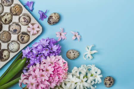 Easter Holiday Blue background. Quail eggs and hyacinth flowers.の写真素材