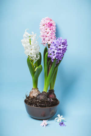 Three flowering hyacinth flowers in a bowl.の写真素材
