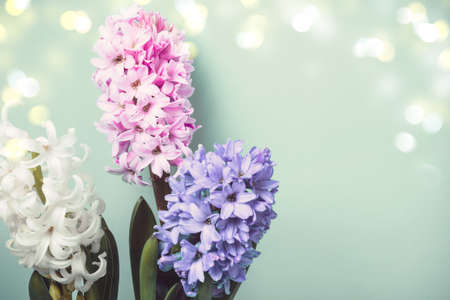 Festive Spring Floral Background. Hyacinth flowers and bokeh.の写真素材