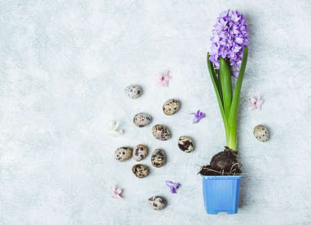 Flowering Hyacinth flower and quail eggs. Spring Easter concept.の写真素材