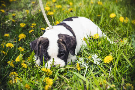 lying Puppy american bulldog for a walk in the parkの写真素材