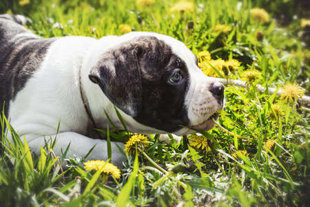 lying Puppy american bulldog for a walk in the parkの写真素材