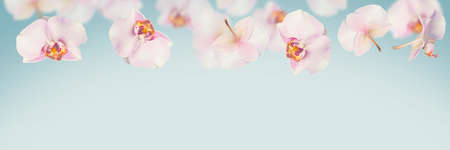 Blue tropical summer background with falling orchids flowers.