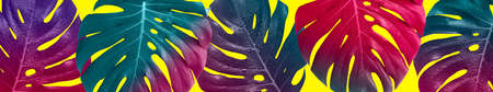 Creative saturated banner. Tropical multicolored monstera leaves.